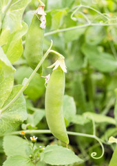 Green peas in the garden
