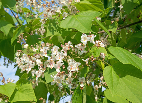 Bl&uuml;hender Bohnenbaum