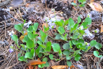 Flowers in the forest