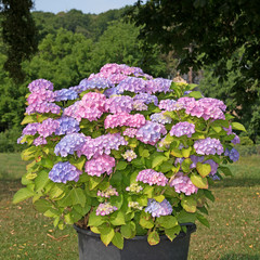 Hortensien - Hydrangea