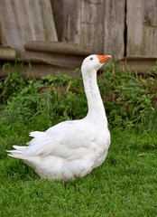 Obraz premium Goose Village