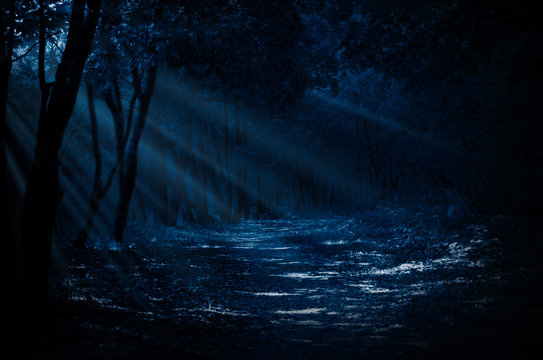 Fototapeta Night forest