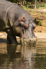 closeup of drinking hippo