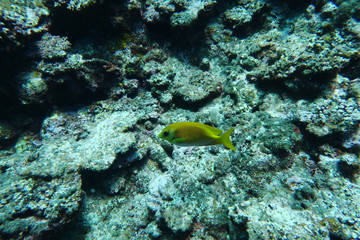 Naklejka na ściany i meble 岩礁の熱帯魚