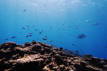 宮古島の岩礁に住む熱帯魚達