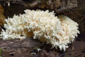 Mushrooms on a tree trunk.