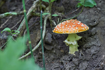 Amanita mushroom of autumn foliage.