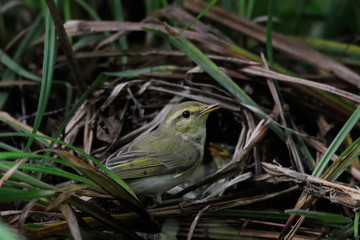 Wood Warbler near the nest in dark forest at gloomy weather