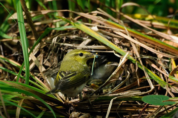 Wood Warbler with the feed near the nest