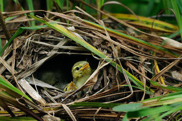 Wood Warbler chick peeps out the nest
