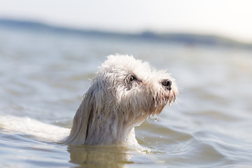 Little white dog Dog swimming - Coton de Tulear