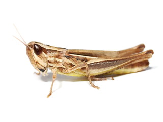 brown grasshopper isolated on white background