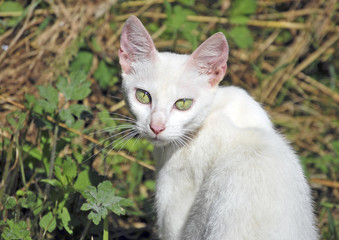 White cat