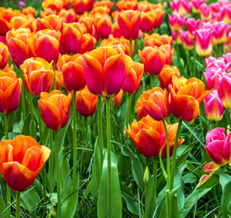 Lawn in tulips park Keukenhof - largest flower garden, Holland.
