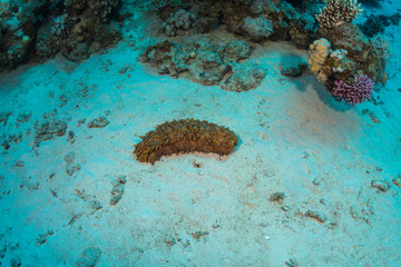 Tropical fish