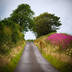 Fototapeta na wymiar On the road with flowers,Sligo, Ireland