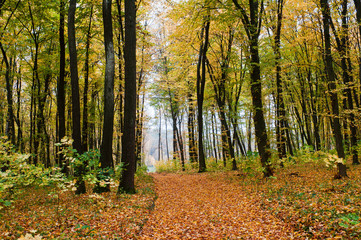 Pathway in the autumn forest