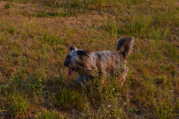 Dog