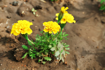 Bright marigold flowers on flowerbed