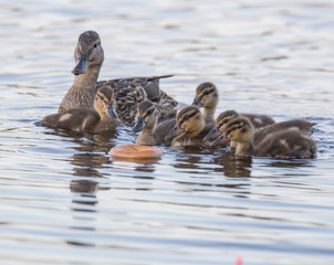 Ducklings and bagel