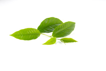 Green tea leaves on white background.
