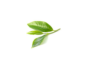 Fototapeta na wymiar Green tea leaves on white background.