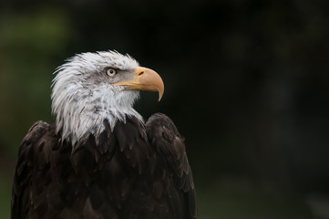 Buen perfil