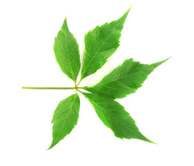 Green leaf isolated on white