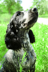 Fototapeta premium Russian spaniel outdoors