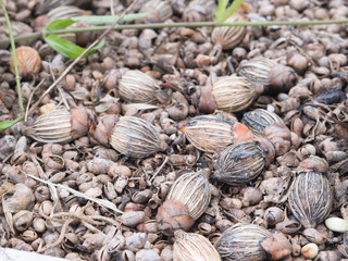 Palm seeds on ground, full of fungus.