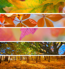 Collection of Autumn Banners -  fall season abstract  background
