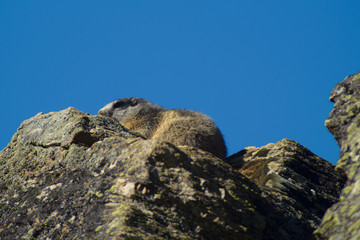 Marmotta vicino alla tana, marmotta nella tana in montagna su roccia prende il sole