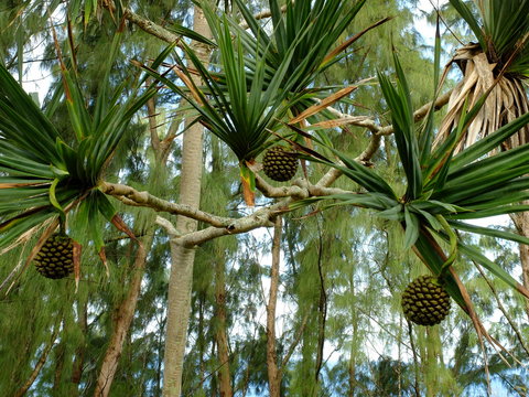 Fleurs et fruits de l'&icirc;le de La R&eacute;union