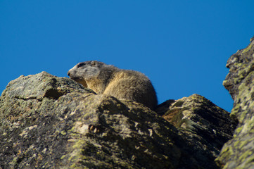Marmotta vicino alla tana, marmotta nella tana in montagna su roccia prende il sole
