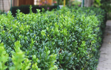 Boxwood bush