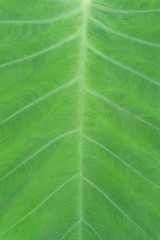 green leaf background