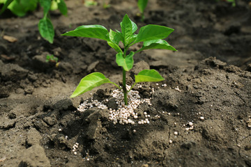 Plant with fertilizer over soil background