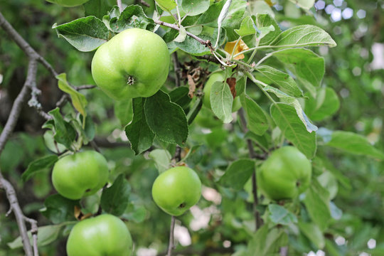 Green apples on a branch