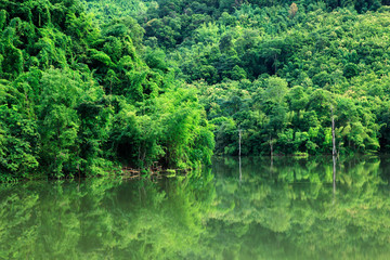 Rainforest and river in northern valley, Thailand