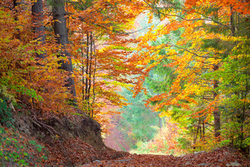 Beautiful Autumn Trees in the colorful forest, yellow, green  an