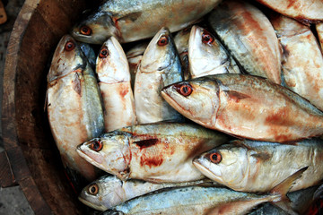 Fresh thai mackerel in wooden bucket at fish market, Southern Th