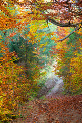 Fototapety  Cichy jesienny las i chodnik - kolorowe, żywe liście i