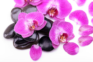 Fototapeta na wymiar Violet orchid and zen stones isolated on white