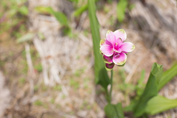 Soft focus curcuma alismatifolia or Siam tulip or Summer tulip i