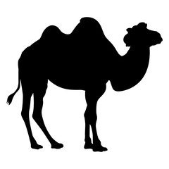 Camel silhouette 001