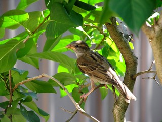 Sparrow on branch