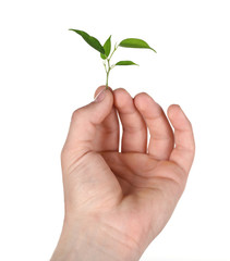 Male hand with green plant isolated on white