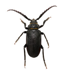 black beetle