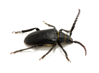 black beetle