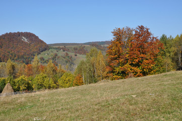 Autumn fall foliage